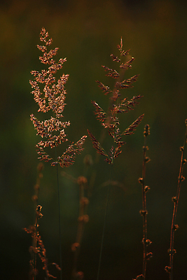 포토 JPG 해외이미지 식물 디자인 계절 꽃 백그라운드 밭 농업 오렌지 자연 따뜻함 옥수수 풍경 사람없음 여름 빛 햇빛 태양 농장 노란색 우주 일출 환경 맑음 황혼 일몰 봄 가을 시골 황금 저녁 땅 시리얼 밀 장면 내추럴 라트비아 해외202004 해외포토 자연요소 산업 음식 컬러 과일 날씨 곡류 북유럽 노을 야간 생태계 파일형식 이미지허브