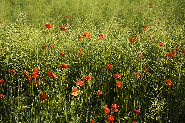 포토 JPG 해외이미지 나무 구름 밭 농업 자연 하늘 풍경 사람없음 목재 초록색 파란색 태양 농장 농촌 4월 시리얼 양귀비 폴란드 평야 해외202004 해외포토 자연요소 식물 꽃 유럽 산업 음식 컬러 재료 시골 날짜 생태계 파일형식 이미지허브