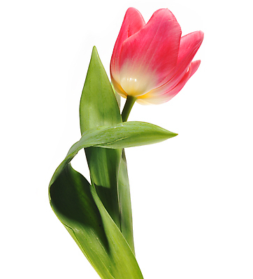 포토 JPG 해외이미지 식물 꽃잎 꽃 줄기 꽃다발 컨셉 꽃무늬 자연 휴가 부활절 기념 발렌타인데이 선물 사랑 미술 사람없음 장식 빨간색 초록색 컬러풀 정원 보라색 봄 튤립 벚꽃 흰색 인사 신선 신용카드 클래식 우아함 다발 배열 꽃집 묘사 내추럴 고립 해외202004 해외포토 계절 기념일 감정 컬러 무늬 데이이벤트 문화예술 금융 상점 예절 생태계 파일형식 이미지허브