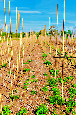 포토 JPG 해외이미지 나무 식물 구름 유럽 선 패턴 밭 농업 자연 하늘 풍경 사람없음 야외 목재 초록색 파란색 햇빛 농장 정원 계곡 봄 성장 시골 막대기 숲 그늘 땅 만취 대나무 네덜란드 땅바닥 묘목 줄서기 지원 해외202004 해외포토 자연요소 계절 나라 산업 컬러 무늬 재료 모션 바닥 태양 생태계 술취함 파일형식 이미지허브