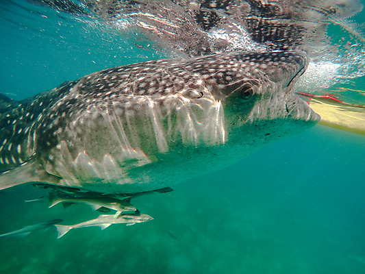 포토 JPG 해외이미지 동물 라이프스타일 아시아 야생동물 바다 여행 백그라운드 신체 자연 표면 휴가 어류 사람 사람없음 야외 물 파란색 태양 반사 여행객 수중 수영 관찰 스노클링 아래 고래 다이빙 부드러움 상어 멸종 거인 내추럴 무료 이국적 해외202004 해외포토 자연요소 나라 컬러 포유류 모션 생활 수중동물 수상스포츠 감각 방향 생태계 위치 수중스포츠 파일형식 이미지허브