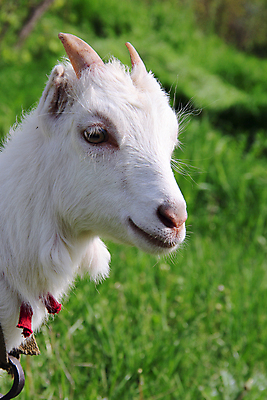포토 JPG 해외이미지 동물 1 응시 어린이 음식 잎 밭 농업 포유류 자연 염소 사람없음 야외 가로 초록색 반려동물 농장 가축 봄 목장 소고기 흰색 시골 아기 신생아 소 방목 장면 지역 노려봄 해외202004 해외포토 식물 시선 계절 산업 컬러 표정 육류 사람 축산업 생태계 파일형식 이미지허브