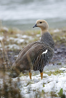 포토 JPG 해외이미지 동물 1 남자 야생동물 자연 조류 국립공원 사람없음 흰색 거위 물새 아르헨티나 해외202004 해외포토 공원 컬러 사람 남아메리카 생태계 파일형식 이미지허브