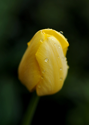 포토 JPG 해외이미지 식물 계절 꽃잎 꽃 줄기 날씨 사람없음 야외 물 노란색 봄 젖음 튤립 물방울 이슬 빗방울 부드러움 내추럴 해외202004 해외포토 자연요소 컬러 감각 비_날씨 파일형식 이미지허브