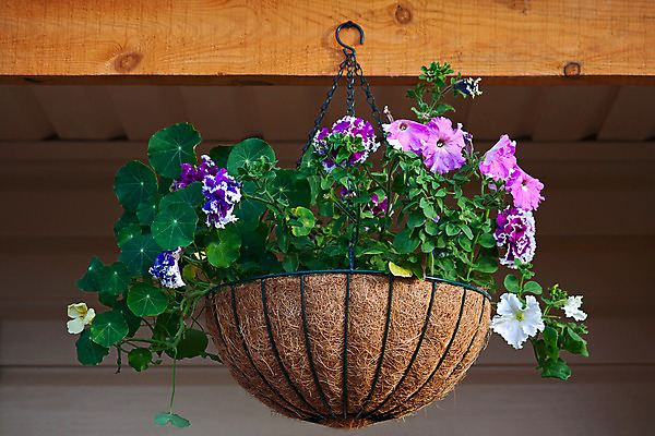 포토 JPG 해외이미지 식물 꽃 벽 매달리기 사람없음 여름 정원 냄비 그림 피튜니아 해외202004 해외포토 계절 모션 솥 파일형식 이미지허브