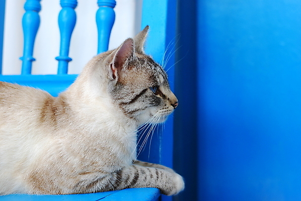 포토 JPG 해외이미지 동물 의자 포유류 사람없음 파란색 반려동물 고양이 줄무늬 흰색 해외202004 해외포토 컬러 가구 무늬 파일형식 이미지허브