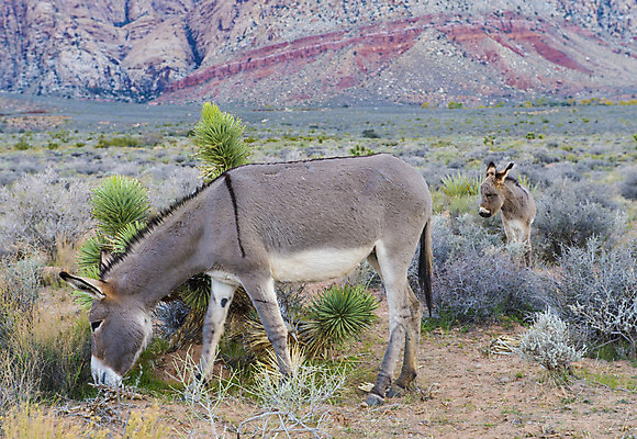 포토 JPG 해외이미지 동물 야생동물 포유류 자연 사람없음 빨간색 골짜기 사막 당나귀 해외202004 해외포토 컬러 말_동물 생태계 파일형식 이미지허브