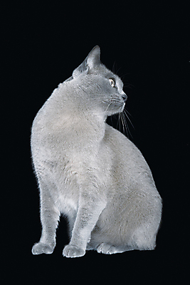 포토 JPG 해외이미지 전신 동물 1 검은배경 털 앉기 사람없음 세로 파란색 반려동물 귀여움 회색 흰색 달콤 호기심 고립 기르기 유래 카피스페이스 버미즈 해외202004 해외포토 감정 컬러 백그라운드 컨셉 모션 검은색 고양이 공백 맛 돌봄 파일형식 이미지허브