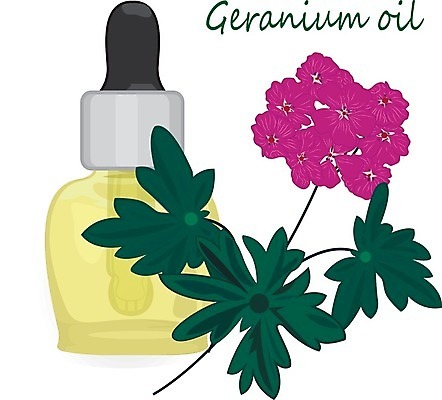 EPS 해외이미지 식물 라이프스타일 디자인 꽃 잎 꽃무늬 일러스트 건강 치료 초록색 세트 약 라벨 스파 화장품 벚꽃 맛 상품 컨테이너 약국 수집 허브 향수 향신료 유기농 향기 아로마 성분 아로마테라피 테라피 내추럴 보충 돌봄 바이오 제라늄 채식주의자 해외202004 해외일러스트 웰빙 산업 컬러 컨셉 무늬 의학 모션 프레임 생활 뷰티 채식 냄새 향미료 파일형식 벡터 이미지허브