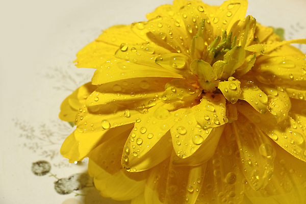 포토 JPG 해외이미지 식물 계절 꽃잎 꽃 꽃무늬 패턴 자연 사람없음 장식 물 여름 노란색 머리 정원 젖음 벚꽃 물방울 신선 떨어짐 허브 묘사 싱글 내추럴 고립 해외202004 해외포토 자연요소 컬러 컨셉 무늬 신체부위 생태계 파일형식 이미지허브