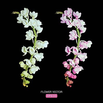 EPS 해외이미지 꽃 분홍색 일러스트 사람없음 흰색 난초꽃 해외202004 해외일러스트 식물 컬러 난초 파일형식 벡터 이미지허브