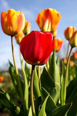 포토 JPG 해외이미지 식물 계절 꽃 백그라운드 꽃무늬 자연 하늘 사람없음 야외 빨간색 초록색 파란색 컬러풀 정원 봄 튤립 성장 벚꽃 시골 신선 개화 내추럴 해외202004 해외포토 컬러 무늬 생태계 파일형식 이미지허브