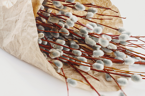 포토 JPG 해외이미지 나무 계절 꽃 행복 종이 꽃다발 백그라운드 컨셉 꽃무늬 자연 탁자 새로움 선물 사람없음 목재 장식 세로 초록색 갈색 노란색 우주 고양이 봄 성장 벚꽃 흰색 나뭇가지 시골 축하 신선 4월 버드나무 부드러움 솜털 내추럴 고립 부주의 양피지 파스텔톤 스타일 해외202004 해외포토 식물 감정 컬러 가구 무늬 재료 포유류 반려동물 감각 날짜 생태계 파일형식 이미지허브