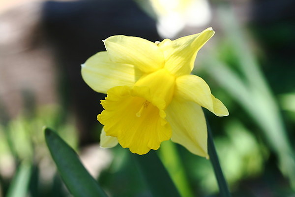 포토 JPG 해외이미지 주간 사람없음 야외 아웃포커스 노란색 수선화 해외202004 해외포토 자연요소 꽃 컬러 촬영기법 파일형식 이미지허브