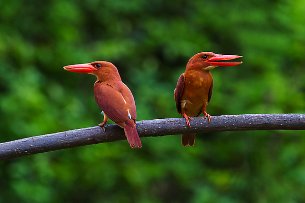 포토 JPG 해외이미지 동물 여자 남자 아시아 야생동물 날개 자연 조류 앉기 동양인 사람없음 빨간색 컬러풀 관찰 황무지 숲 열대우림 손목시계 깃털 내추럴 더블 물총새 해외202004 해외포토 나라 시계 컬러 장신구 모션 사람 인종 생태계 파일형식 이미지허브