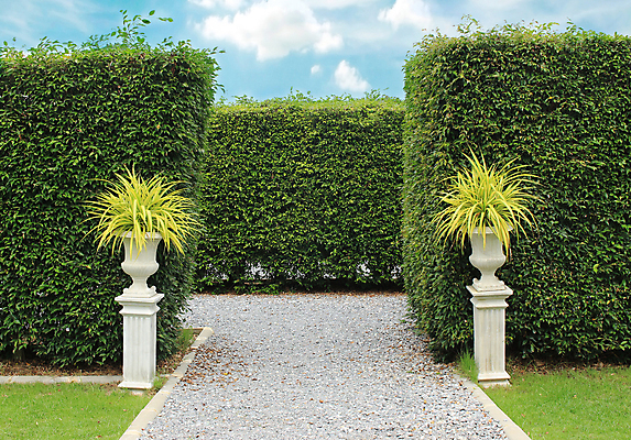 포토 JPG 해외이미지 나무 식물 구름 디자인 공원 꽃 길 벽 백그라운드 잎 패턴 자연 하늘 풍경 잔디 사람없음 야외 목재 장식 초록색 여름 파란색 울타리 정원 봄 도시 관목 해외202004 해외포토 자연요소 계절 공공시설 컬러 무늬 재료 담장 생태계 파일형식 이미지허브