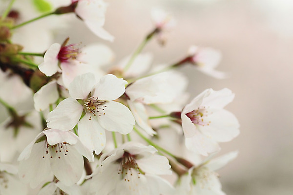 포토 JPG 해외이미지 나무 공원 꽃 아시아 분홍색 사람없음 야외 정원 일본 맑음 봄 벚꽃 체리 가득함 내추럴 해외202004 해외포토 식물 계절 공공시설 나라 컬러 과일 날씨 파일형식 이미지허브