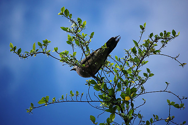 포토 JPG 해외이미지 나무 동물 야생동물 백그라운드 날개 자연 조류 하늘 사람없음 목재 파란색 봄 회색 나뭇가지 깃털 비둘기 부리 내추럴 해외202004 해외포토 식물 계절 컬러 재료 생태계 파일형식 이미지허브
