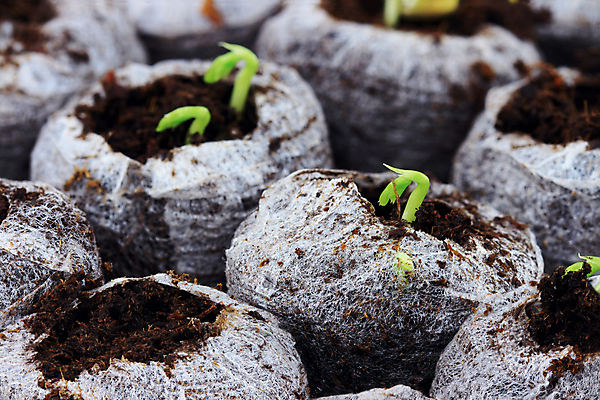 포토 JPG 해외이미지 꽃 농업 채소 자연 씨앗 사람없음 가로 초록색 컬러풀 새싹 사진촬영 흙 성장 닫기 그림 유기농 원예 먼지 내추럴 채소밭 모종 심기 세련 해외202004 해외포토 식물 웰빙 산업 컬러 밭 모션 취미 촬영 생태계 파일형식 이미지허브