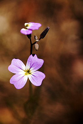 포토 JPG 해외이미지 식물 디자인 계절 꽃 분홍색 백그라운드 꽃무늬 밭 자연 아침 추상 풍경 사람없음 야외 빨간색 초록색 여름 파란색 빛 컬러풀 태양 환경 정원 맑음 놀람 봄 수확 벚꽃 가을 흰색 신선 개화 부드러움 내추럴 해외202004 해외포토 주간 자연요소 감정 컬러 무늬 농업 날씨 표정 감각 생태계 파일형식 이미지허브