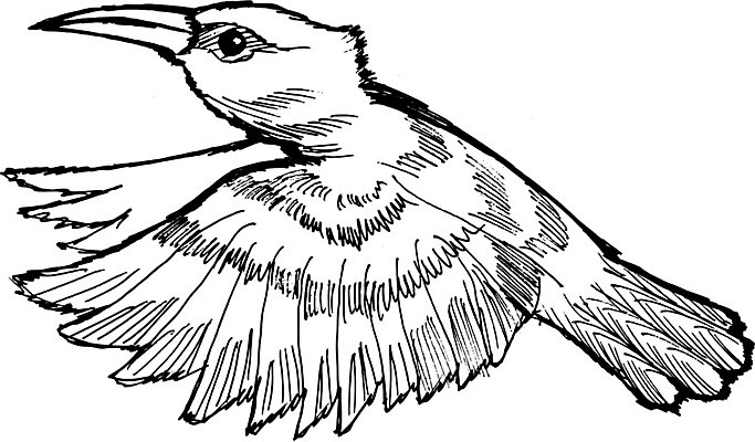 EPS 해외이미지 손 야생동물 일러스트 조류 작음 만화 스케치 깃털 손그림 벌새 해외202004 해외일러스트 동물 미술 신체부위 크기 파일형식 벡터 이미지허브