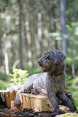 포토 JPG 해외이미지 동물 산업 과학 건강 병원 실험 안전 사람없음 반려동물 약 고통 시험 의사 금지 실험실 질병 학대 피부 과학자 크림 향수 생물학 분무기 새장 튜브 수의사 돌봄 무료 유전 채식주의자 해외202004 해외포토 직업 교육 감정 의학 모션 신체부위 화장품 의료진 사회이슈 채식 케이지 학자 파일형식 이미지허브