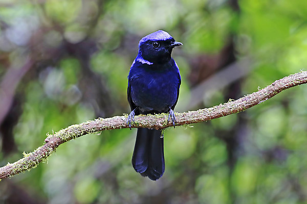 포토 JPG 해외이미지 나무 동물 여자 남자 아시아 얼굴 야생동물 백그라운드 날개 태국 자연 조류 사람없음 야외 목재 가로 초록색 컬러풀 머리 환경 나뭇가지 막대기 닫기 숲 큼 깃털 꼬리 부리 서식지 생태학 해외202004 해외포토 식물 교육 나라 컬러 재료 모션 사람 신체부위 크기 생태계 파일형식 이미지허브