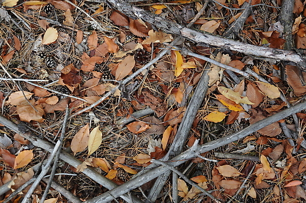 포토 JPG 해외이미지 나무 식물 계절 공원 백그라운드 단풍 잎 오렌지 자연 사람없음 빛 컬러풀 햇빛 노란색 일몰 가을 나뭇가지 황금 숲 질감 내추럴 해외202004 해외포토 공공시설 컬러 과일 태양 노을 생태계 파일형식 이미지허브