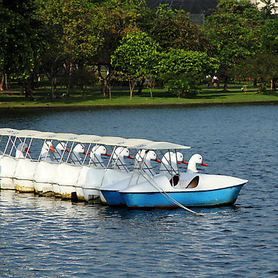 포토 JPG 해외이미지 공원 호수 백그라운드 자연 오리 사람없음 야외 물 가을 흰색 연못 보트 백조 쉬는시간 페달 해외202004 해외포토 자연요소 계절 공공시설 컬러 배_교통 조류 휴식 생태계 파일형식 이미지허브