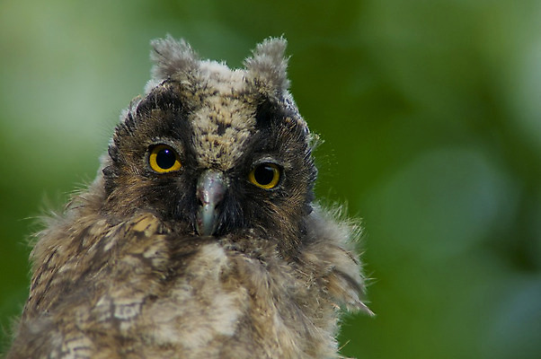 포토 JPG 해외이미지 응시 청소년 앉기 사람없음 봄 호기심 부엉이 해외202004 해외포토 시선 계절 감정 컨셉 모션 조류 사람 파일형식 이미지허브
