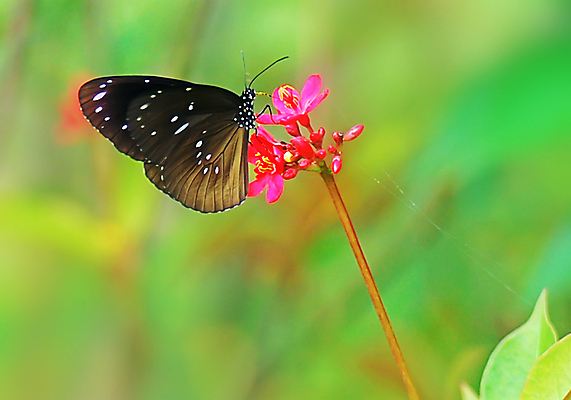 포토 JPG 해외이미지 식물 꽃 나비 과일 자연 사람없음 빨간색 초록색 환경 정원 관목 해외202004 해외포토 나무 컬러 곤충 생태계 파일형식 이미지허브