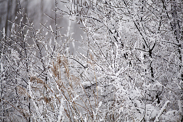 포토 JPG 해외이미지 나무 식물 계절 공원 여행 백그라운드 크리스마스 겨울 자연 날씨 갈대 풍경 사람없음 야외 목재 냉동 얼음 추위 안개 흰색 시골 닫기 숲 12월 서리 장면 흐림 눈보라 폭설 눈내림 해외202004 해외포토 자연요소 공공시설 기념일 컬러 재료 모션 눈_날씨 날짜 자연재해 생태계 파일형식 이미지허브