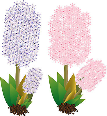 EPS 해외이미지 식물 디자인 꽃 분홍색 일러스트 미술 장식 초록색 파란색 세트 정원 흰색 제비꽃 고립 엘리먼트 히아신스 해외202004 해외일러스트 컬러 문화예술 파일형식 벡터 이미지허브