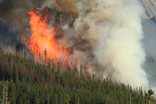 포토 JPG 해외이미지 나무 불 산 사람없음 노란색 연기 숲 위험 화재 산불 연소 해외202004 해외포토 자연요소 식물 컬러 컨셉 사건 파일형식 이미지허브