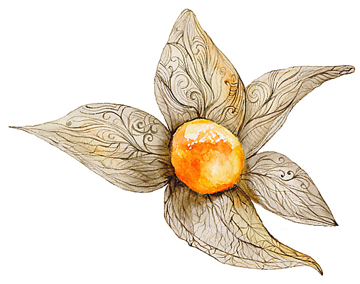 JPG 해외이미지 식물 잎 다이어트 일러스트 붓터치 수채화 사람없음 태양 주방 카페 등불 달콤 그림 번짐 숙성 해외202004 해외일러스트 자연요소 조명 건강 상점 맛 파일형식 효과 이미지허브