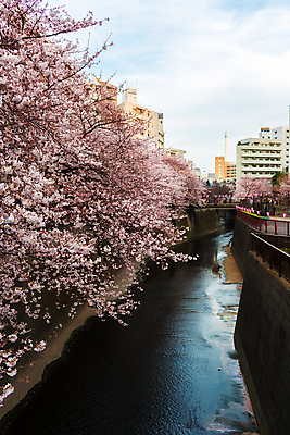 포토 JPG 해외이미지 꽃 아시아 여행 자연 휴가 사람없음 관광지 빛 일본 벚꽃 도쿄 내추럴 해외202004 해외포토 식물 나라 생태계 파일형식 이미지허브