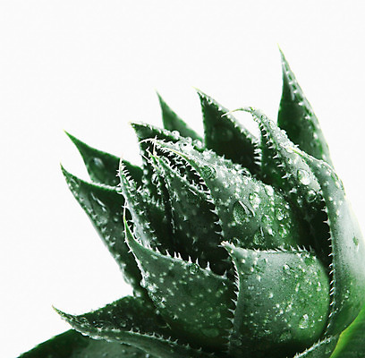 포토 JPG 해외이미지 식물 꽃 줄기 백그라운드 잎 자연 선인장 건강 사람없음 초록색 물 빛 약 우주 주스 화장품 활발 젖음 사막 성장 흰색 신선 가시 닫기 떨어짐 허브 피부 순수 묘사 피부관리 스파이크 고립 넘어짐 돌봄 알로에 억울 해외202004 해외포토 자연요소 감정 음료 컬러 컨셉 의학 모션 신체부위 뷰티 생태계 파일형식 이미지허브