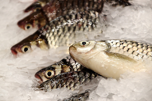 포토 JPG 해외이미지 동물 접시 호수 음식 백그라운드 캐나다 재료 자연 낚시 잉글랜드 건강 육류 어류 요리 사람없음 장식 물 강 세일 환경 상점 식당 냉동 얼음 검은색 식사 저녁식사 추위 튀김 흰색 신선 시장 맛 보호 시원함 굽기 계산대 해산물 러시아 레시피 잉어 슈퍼마켓 내추럴 러시아인 해외202004 해외포토 자연요소 서양인 식기 유럽 컬러 컨셉 북아메리카 식재료 레저 영국 수중동물 구이 생태계 파일형식 이미지허브