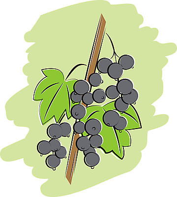 EPS 해외이미지 식물 열매 음식 줄기 잎 과일 일러스트 재료 자연 디저트 매달리기 건강 초록색 검은색 성장 나뭇가지 신선 그룹 달콤 맛 다발 먹기 날것 건포도 숙성 해외202004 해외일러스트 나무 컬러 컨셉 모션 포도 생태계 건과일 파일형식 벡터 이미지허브