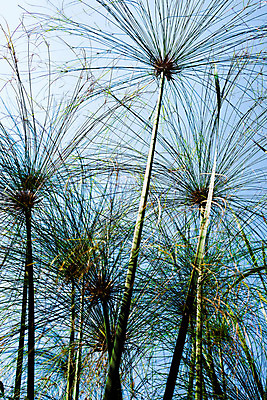 포토 JPG 해외이미지 식물 꽃잎 꽃 줄기 백그라운드 잎 자연 갈대 풍경 사람없음 야외 초록색 여름 햇빛 침묵 해외202004 해외포토 계절 컬러 태양 소리 생태계 파일형식 이미지허브