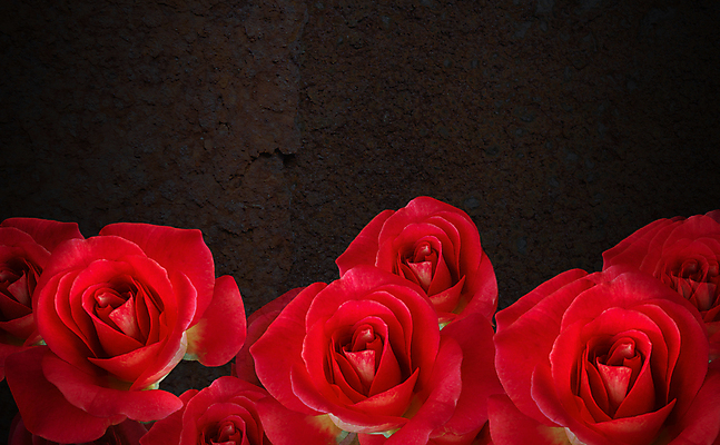 포토 JPG 해외이미지 선 꽃다발 백그라운드 추상 발렌타인데이 사람없음 빨간색 장미 우주 검은색 어둠 봄 공백 벚꽃 그룹 달콤 다발 만족 부식 부드러움 지역 철강 해외202004 해외포토 계절 꽃 감정 컬러 무늬 데이이벤트 감각 맛 파일형식 이미지허브