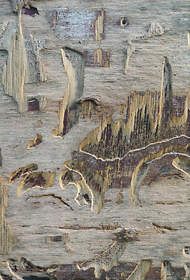 포토 JPG 해외이미지 나무 백그라운드 곡선 날씨 추상 건조 사람없음 목재 갈색 나뭇가지 죽음 소나무 거친 균열 닫기 묘사 질감 매듭 뿌리 나무껍질 다리찢기 옛날 울퉁불퉁 해외202004 해외포토 식물 선 컬러 무늬 재료 모션 껍질 파일형식 이미지허브