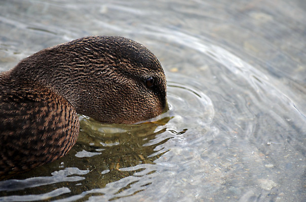 포토 JPG 해외이미지 응시 계절 남자 바다 잎 자연 조류 오리 노르웨이 앉기 풍경 사람없음 야외 옆모습 파란색 빛 햇빛 반사 갈색 맑음 수영 힘 침묵 꿈 가을 연못 원형 닫기 큼 시원함 북극 깃털 검색 만족 부리 장면 목 북쪽 느림 청둥오리 내추럴 무료 북극해 잔물결 진짜 몽환 해외202004 해외포토 도형 식물 동물 시선 감정 유럽 물결 뷰포인트 컬러 컨셉 모션 날씨 사람 신체부위 태양 소리 수상스포츠 크기 극지방 방향 생태계 파일형식 이미지허브