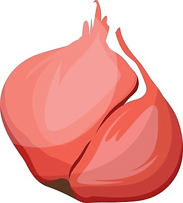 EPS 해외이미지 식물 손 디자인 음식 백그라운드 다이어트 채소 일러스트 재료 전구 자연 양파 건강 요리 미술 그래픽 빨간색 세트 정원 보라색 샐러드 수확 흰색 신선 만화 심볼 유기농 날것 내추럴 고립 숙성 채식주의자 샬롯 해외202004 해외일러스트 웰빙 컬러 농업 문화예술 신체부위 생태계 채식 파일형식 벡터 이미지허브