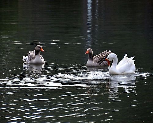 포토 JPG 해외이미지 동물 1 호수 야생동물 백그라운드 패턴 자연 벽지 조류 사람없음 야외 물 반사 평화 환경 수영 화목 침묵 놀람 기쁨 자유 코트 비행 연못 우아함 깃털 호기심 목 거위 고립 동물상 혼자 해외202004 해외포토 자연요소 감정 컨셉 무늬 표정 신체부위 조형물 소리 외투 수상스포츠 생태계 파일형식 이미지허브