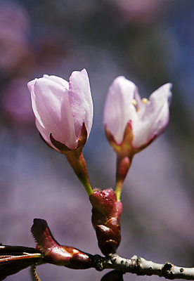 포토 JPG 해외이미지 나무 식물 계절 꽃잎 꽃 아시아 분홍색 백그라운드 자연 새로움 사람없음 야외 세로 햇빛 태양 정원 일본 보라색 봄 활발 성장 벚꽃 나뭇가지 신선 개화 체리 우아함 소프트포커스 시작 원예 문학 부드러움 파스텔톤 해외202004 해외포토 자연요소 나라 컬러 컨셉 과일 촬영기법 취미 감각 생태계 파일형식 이미지허브
