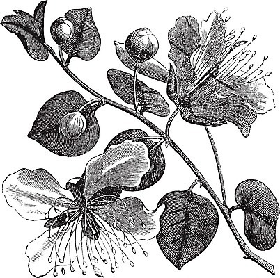 EPS 해외이미지 식물 꽃 음식 줄기 낙엽 잎 일러스트 재료 자연 건강 종류 요리 미술 초록색 검은색 수확 골동품 성장 흰색 신선 양념 조미료 맛 인쇄 지중해 관목 그림 유기농 향료 판화 내추럴 옛날 채식주의자 해외202004 해외일러스트 나무 웰빙 바다 컬러 컨셉 농업 문화예술 생태계 채식 향기 냄새 향미료 파일형식 벡터 이미지허브