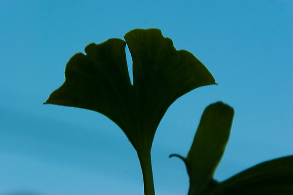 포토 JPG 해외이미지 나무 식물 계절 공원 백그라운드 단풍 잎 자연 하늘 건강 사람없음 초록색 세트 햇빛 환경 봄 성장 흰색 나뭇가지 신선 닫기 약초 허브 묘사 오브젝트 질감 아이비 무화과 내추럴 고립 해외202004 해외포토 공공시설 컬러 과일 모션 태양 풀_식물 생태계 파일형식 이미지허브