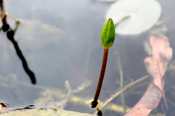 포토 JPG 해외이미지 주간 식물 꽃잎 꽃 아시아 호수 선 백그라운드 잎 자연 표면 휴식 동양인 사람없음 야외 빨간색 초록색 물 컬러풀 노란색 평화 정원 침묵 벚꽃 연못 보트 명상 싱글 내추럴 이국적 해외202004 해외포토 자연요소 나라 컬러 컨셉 배_교통 인종 소리 생태계 파일형식 이미지허브