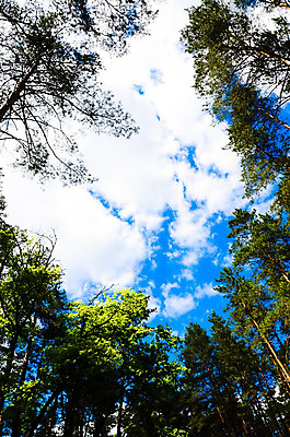 포토 JPG 해외이미지 나무 식물 구름 계절 공원 줄기 백그라운드 잎 곡선 자연 하늘 풍경 사람없음 야외 초록색 여름 빛 햇빛 태양 일출 환경 맑음 일몰 봄 광선 가을 나뭇가지 신선 닫기 숲 코코넛 천국 내추럴 해외202004 해외포토 자연요소 공공시설 선 컬러 과일 모션 날씨 노을 생태계 파일형식 이미지허브
